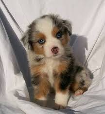 Australian shepherds are highly intelligent, loyal to their families, & affectionate. Blue Merle Australian Shepherd Puppy Animals At Repinned Net
