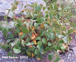 Image result for Anacardiaceae