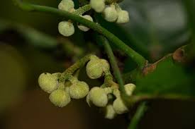 Image result for Cola pierlotii