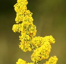 Image result for Galium verum