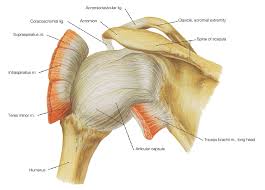 The muscles of the shoulder bridge the transitions from the torso into the head/neck area and into the upper extremities of the arms and hands. Shoulder Muscles Blog Articles Arrow Physical Therapy Seattle