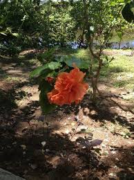 Depa tak sabaq nak tengok hasilnya. Rare Hibiscus Picture Of Bunga Raya Island Resort Pulau Gaya Tripadvisor