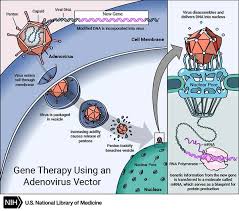 How Does Gene Therapy Work Genetics Home Reference Nih
