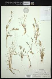Image result for Eragrostis gangetica