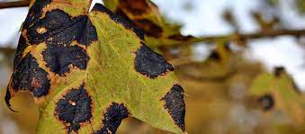 We did not find results for: Why Are My Tree S Leaves Turning Black