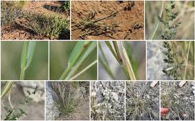 Image result for Eragrostis echinochloidea