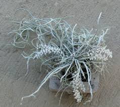 Image result for Microcoelia exilis