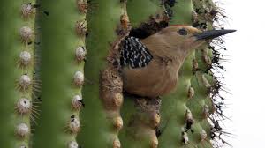 So, hey….how's it goin' there, you and your cactus? Cactus An American Treasure Blog Embassy Landscape Group
