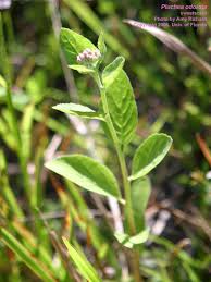 Image result for Pluchea