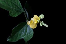 Image result for Vigna umbellata
