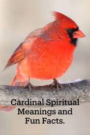 10 Cardinal Fun Facts Spiritual Meaning Meant To Be Quotes Fun Facts