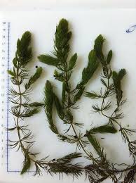 Image result for Ceratophyllaceae