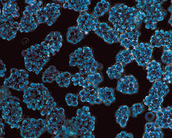 Image of EB66 cell line