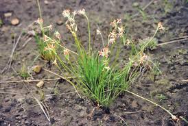 Image result for Acrotome thorncroftii