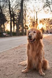 Cachorro Golden Retriever Cacador Esperto E Amigo Confiavel