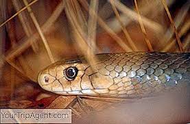 Schlangen sind geheimnisvolle, verraeterische, ueberraschend agile wesen. Australiens 10 Giftigste Schlangen 2021