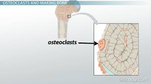 The humerus (upper arm bone), the radius and ulna (two bones in the forearm). Osteoclast Definition Function Formation Anatomy And Physiology Class Video Study Com
