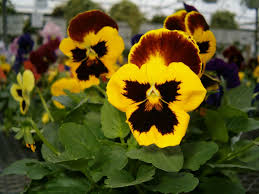 Maybe you would like to learn more about one of these? Early Spring Flowers Names Orchid Flowers