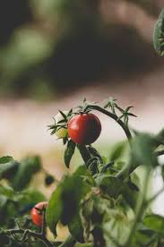 Tomato plants perform well in black buckets because the black soaks up heat, and tomatoes thrive in warm soil. Garden In A Bucket How To Grow Tomatoes In Buckets Home Garden Vegetables