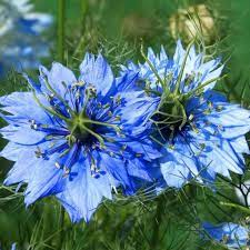 The most common colors are blue and white; Nigella Seeds Love In A Mist Sow True Seed