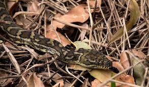 Auch {f}zool.t carpet python morelia spilotes variegata teppichpython {m} [nicht fachspr. Teppich Python Schlange Python Kostenloses Foto Auf Pixabay