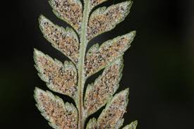 Image result for Pityrogramma aurantiaca