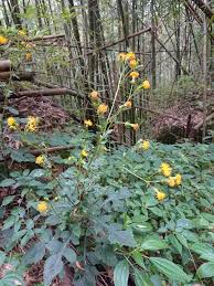 Image result for Gynura pseudochina