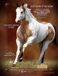 Paint Black And Brown Horse Tabor Ranch Brook Or Dunn American Paint Horse Horses Horse Painting