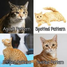 We explain everything in our. Fun Facts About The Greatest Breed Among Cats The Orange Tabby