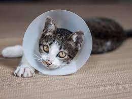 Es gibt viele gründe für eine kastration bei katzen. Wie Teuer Ist Es Eine Katze Zu Kastrieren Kosten Beim Tierarzt