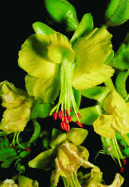 Image result for Erythrostemon