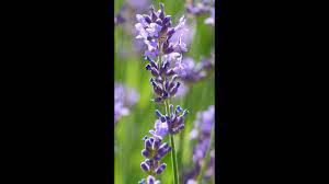 زيت الخزامى او زيت اللافندر بالبيت اقوى و اسهل طريقه youtube plants
