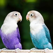 Highlands bird and pet clinic. Holiday Hazards For Birds The Ark Animal Hospital