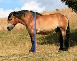 If you can only measure in inches, divide the inches by 4, and calculate the remaining inches. How To Measure A Horse S Height Step By Step With Pictures