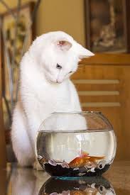 cat little fish man yer doomed anyways wif noes filter in yer bowl soes me won tz bother ya in fact me feels bad fer yoo white cats cats pretty cats