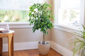 Image result for Ficus