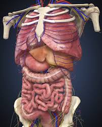 Image result for internal organs