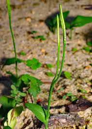 Image result for Ophioglossum costatum