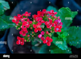 Image result for Kalanchoe crenata
