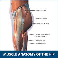 The gluteus maximus is the largest of the gluteal muscles and gives structure to the popliteus muscle at the back of the leg unlocks the knee by rotating the femur on the tibia. Hip Muscle Strains Info Florida Orthopaedic Institute