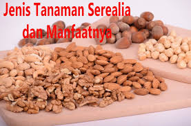 Pengawetan fisik, pengawetan biologis, dan pengawetan kimiawi. 15 Jenis Tanaman Serealia Dan Manfaatnya Dosenpertanian Com
