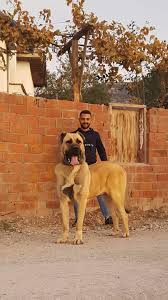 Pin By Oguz Koca On Armando Leon Landaveri In 2020 Kangal Dog Giant Dogs Dogs
