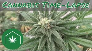 During the phase of life known as the vegetative stage (the first stage of life for marijuana), a cannabis plant grows about how you'd expect… like a weed! How To Grow Cannabis Time Lapse Youtube
