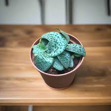 Image result for Drimiopsis