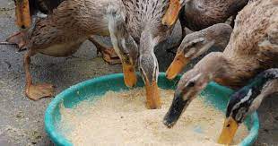 Paruh seperti ini sesuai untuk mencabik mangsanya. 101 Gambar Bebek Sedang Makan Paling Keren Gambar Pixabay