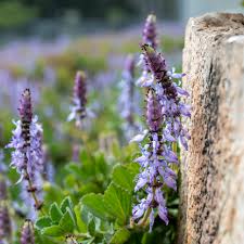 Image result for Coleus caninus