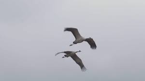 Crane Couple Bird Animal Fling Tight Across Sky Panning Right Stock Footage Animal Fling Bird Crane Animals Bird Logo Gallery
