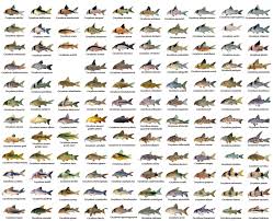 Chart Showing All Varieties Of Corydoras Catfish Aquarium Catfish Freshwater Aquarium Fish Aquarium Fish