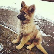 Affordable and search from millions of royalty free images, photos and vectors. Pin By Estelle On Canis Lupus Familiaris Alsatian Puppy Puppy Dog Beds Cute Dogs