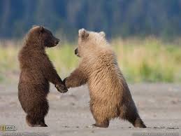 Best Friends Cok Sirin Hayvanlar Hayvan Bebekler Ayi Yavrulari